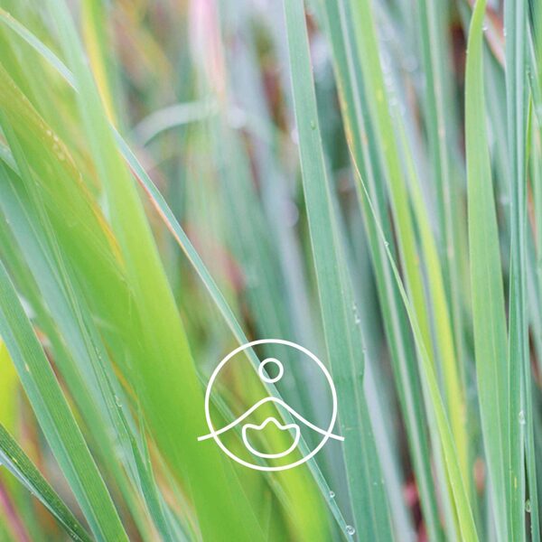 Citronellas (Cymbopogon winterianus) terapeitiskās klases ēteriskā eļļa 5g