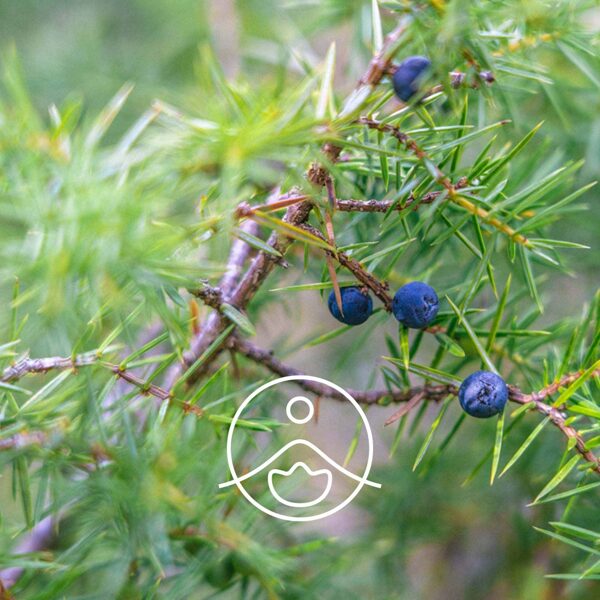 Kadiķis (Juniperus communis) terapeitiskās klases ēteriskā eļļa 5g