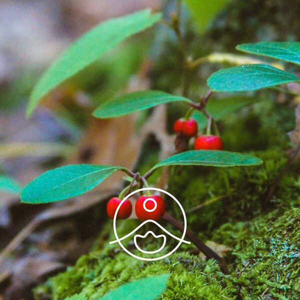 Gaulterijas (Gaultheria procumbens) terapeitiskās klases ēteriskā eļļa 5g