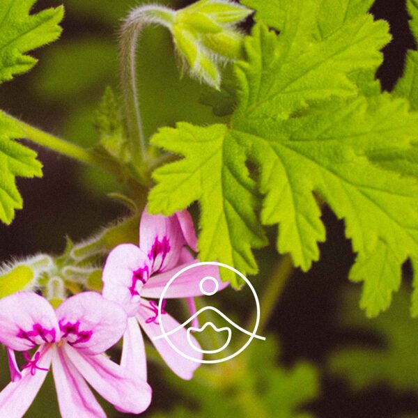 Gerānijas (Pelargonium x asperum) terapeitiskās klases ēteriskā eļļa 5g