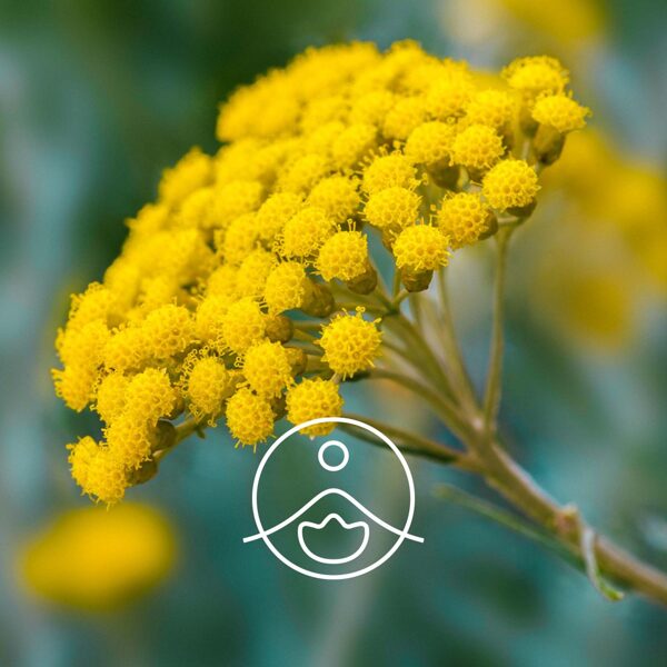 Salmene (Helichrysum italicum)  terapeitiskās klases ēteriskā eļļa 5g