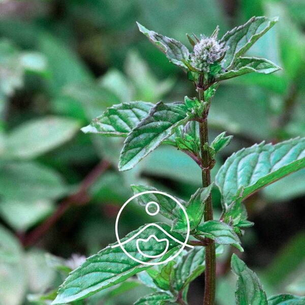 Piparmētras (Mentha piperita) terapeitiskās klases ēteriskā eļļa 5g