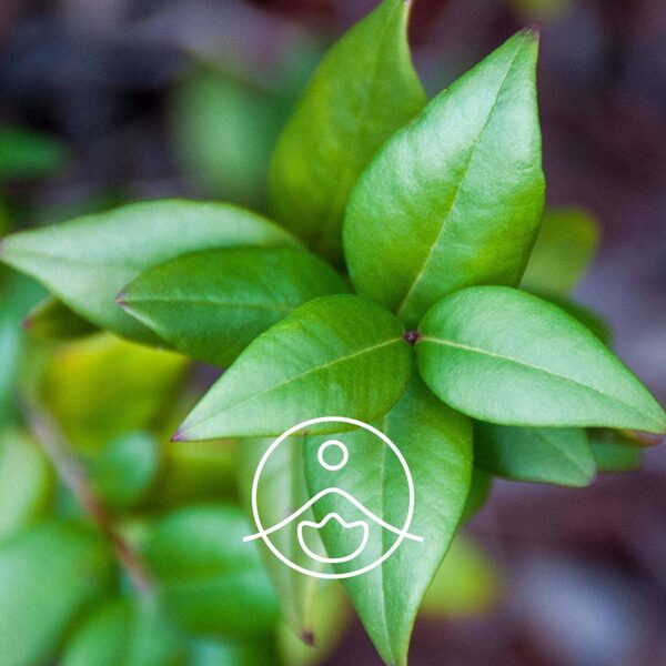 Mirtes (Myrtus communis) terapeitiskās klases ēteriskā eļļa 5g