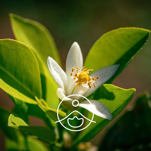 Neroli (Citrus aurantium) terapeitiskās klases ēteriskā eļļa 2g