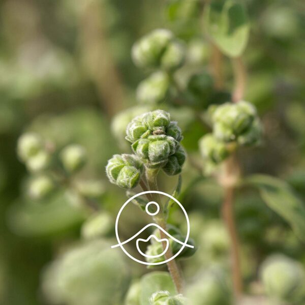 Majorāns saldais (Origanum majorana) terapeitiskās klases ēteriskā eļļa 5g