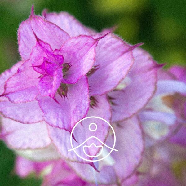 Muskatsalvija (Salvia sclarea) terapeitiskās klases ēteriskā eļļa 5g