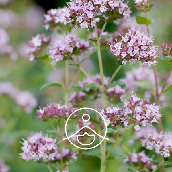 Raudenes, Oregano (Origanum compactum) terapeitiskās klases ēteriskā eļļa 5g