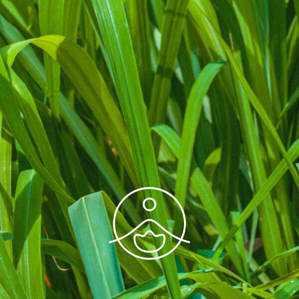 Palmarozes (Cymbopogon martinii) terapeitiskās klases ēteriskā eļļa 5g