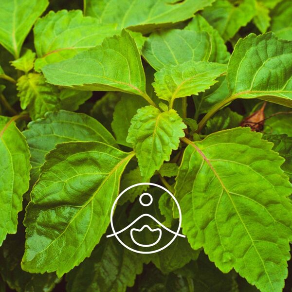 Pačūlijas (Pogostemon cablin) terapeitiskās klases ēteriskā eļļa 5g