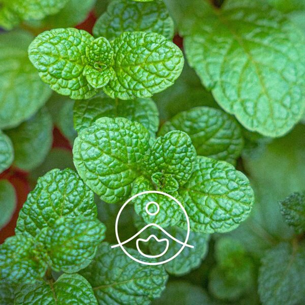 Krūzmētra (Mentha spicata) terapeitiskās klases ēteriskā eļļa 5g