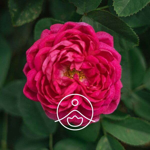 Rozes (Rosa damascena) terapeitiskās klases ēteriskā eļļa 2g vai 5g