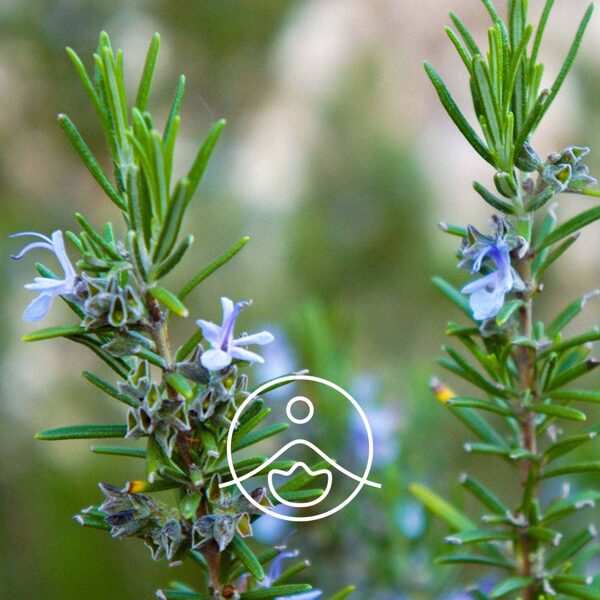 Rozmarīna CINEOL (Rosmarinus officinalis cineoliferum)  terapeitiskās klases ēteriskā eļļa 5g