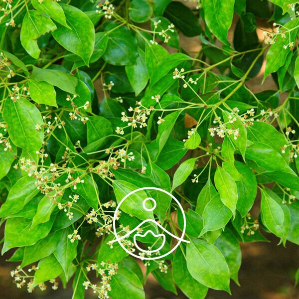 Ravintsara (Cinnamomum camphora) terapeitiskās klases ēteriskā eļļa 5g