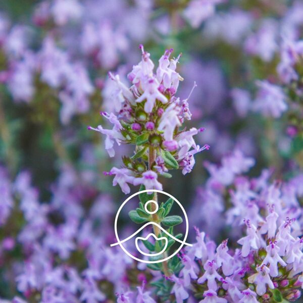 Timjana TIMOL (Thymus vulgaris thymoliferum) terapeitiskās klases ēteriskā eļļa 5g