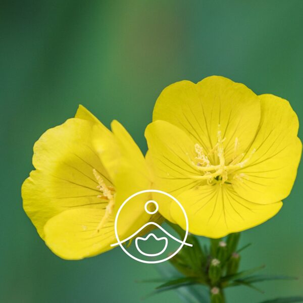 Naktssveču bāzes organiskā eļļa (Oenothera biennis)  100ml